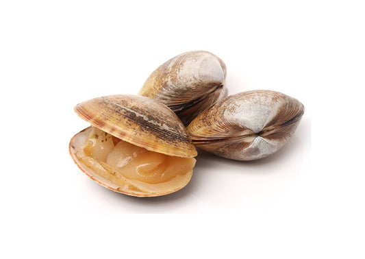 Fresh Clams Portugese (M) 1kg - Prime Gourmet Online